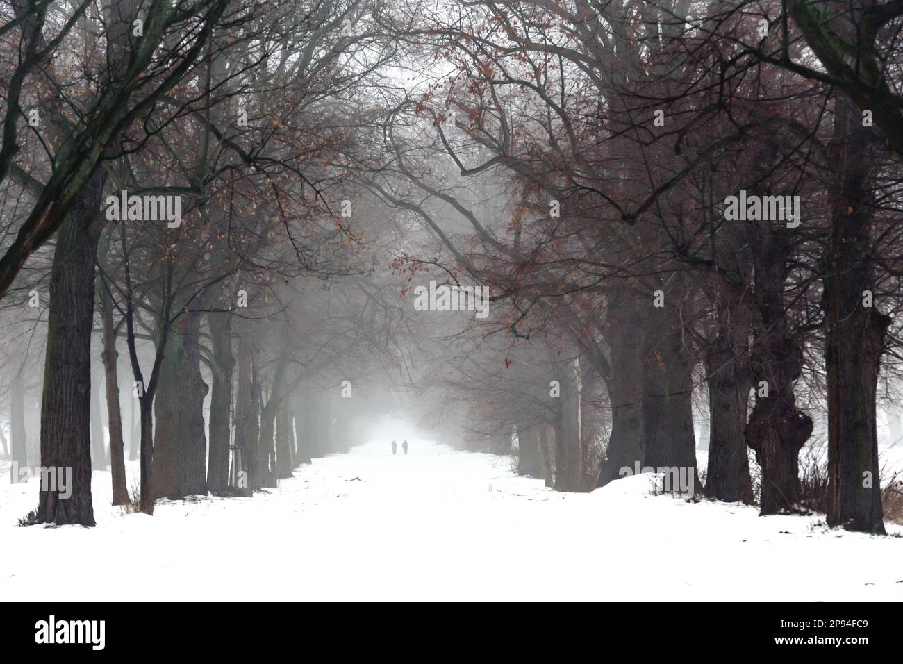 Germany, Brandenburg, Potsdam, view into the linden avenue, an avenue of trees in winter on a foggy winter morning with snow, walkers in the middle, blur Stock Photo