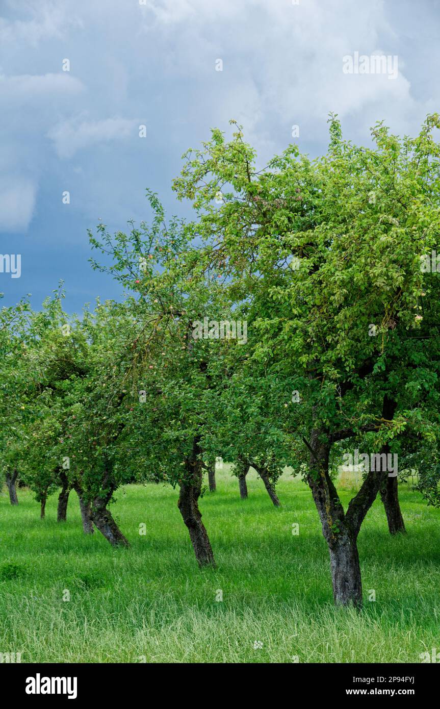 A vibrant landscape featuring a selection of leafy trees planted in a ...