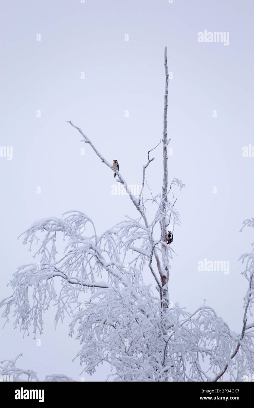 Birch tree with snow covered branches with two great spotted woodpeckers (Dendrocopos major), winter scene, Finland Stock Photo