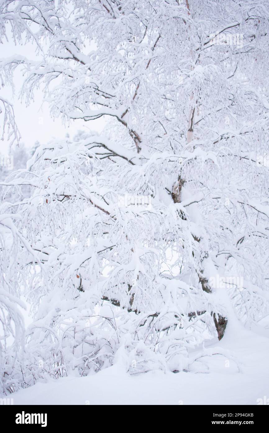 Birch tree with snow covered branches, winter scene, Finland Stock Photo