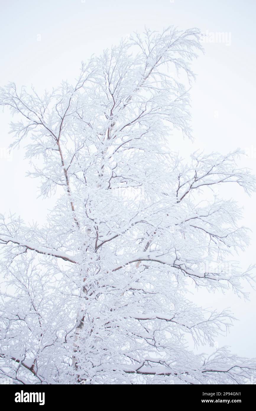 Birch tree with snow covered branches, winter scene, Finland Stock Photo
