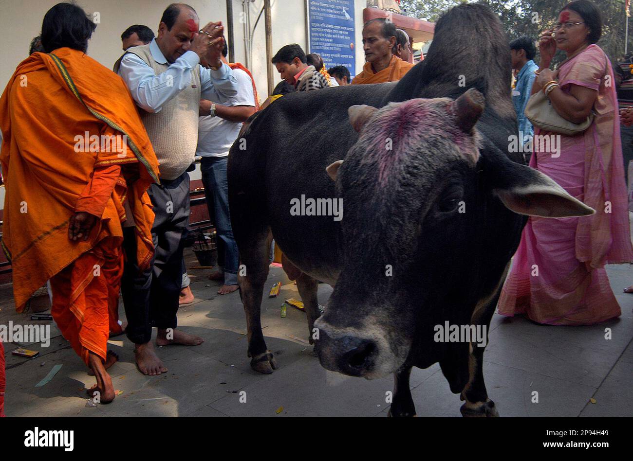 A Hindu devotee worships a bull at the Kamakhya temple in Gauhati ...