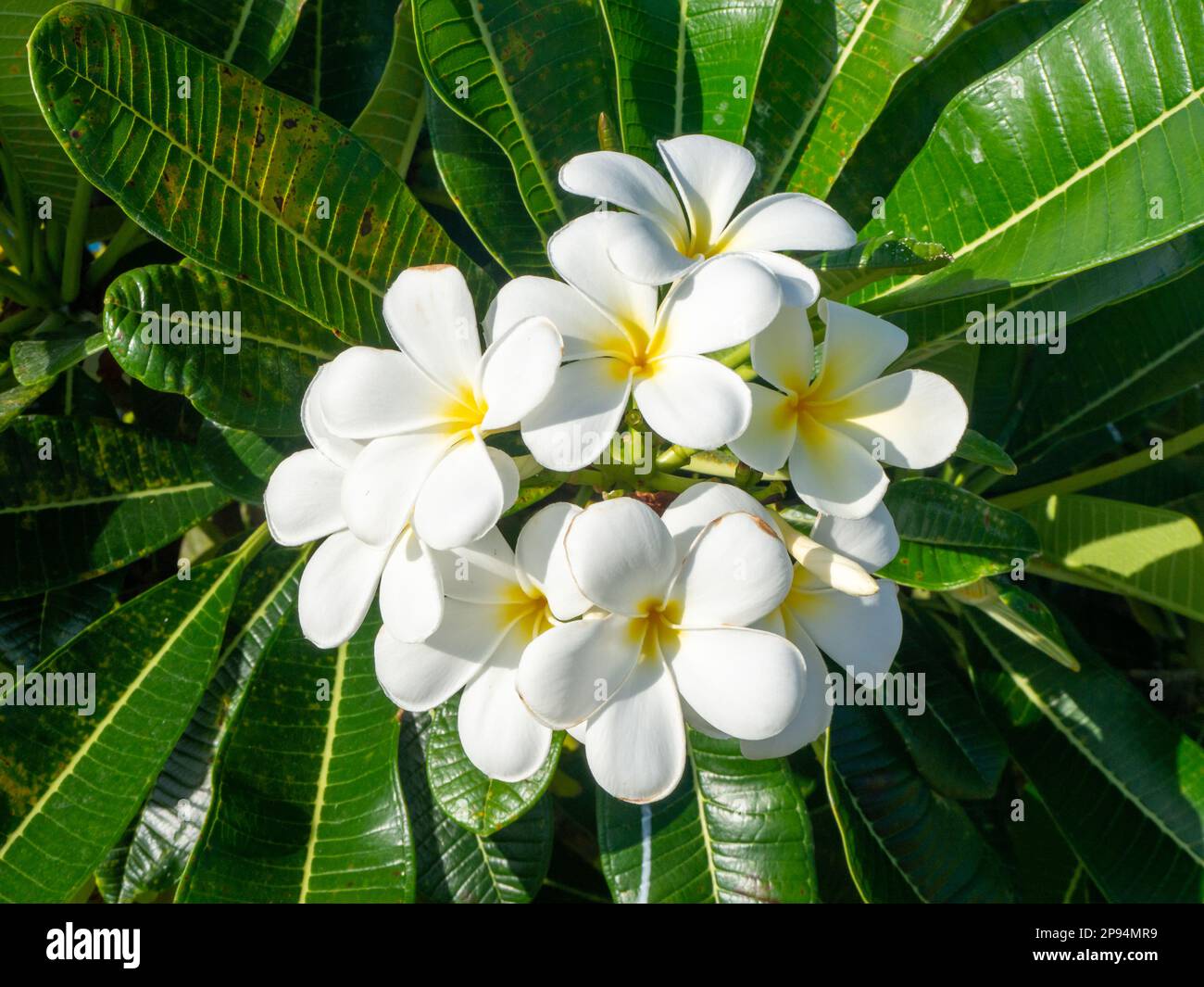 Tropical Plumeria flower, Tahiti island, French Polynesia Stock Photo