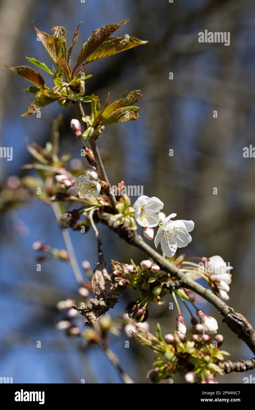 Branch of cherry tree with white flowers in springtime Stock Photo - Alamy