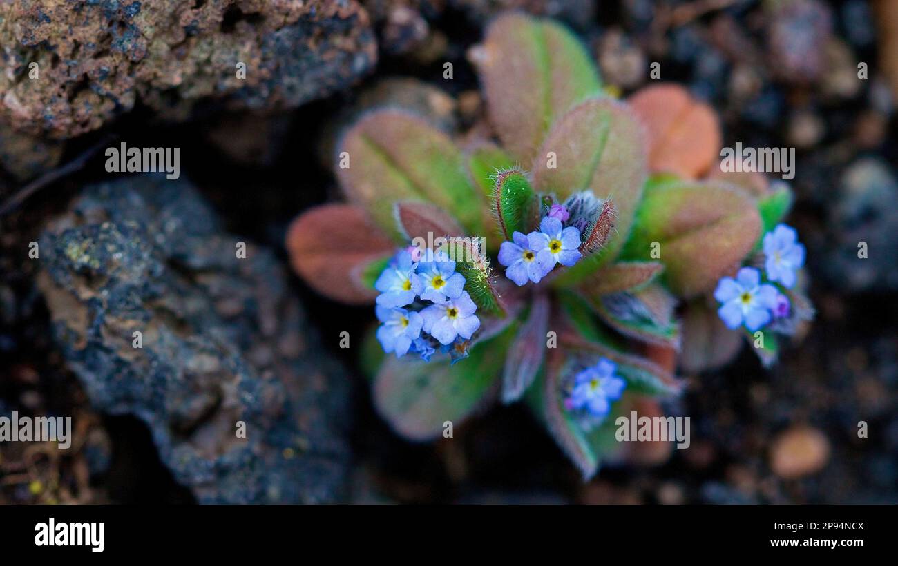 Italy, Sicily, Etna National Park, macro, flowers, small violet blue flowers in wall crack Stock Photo