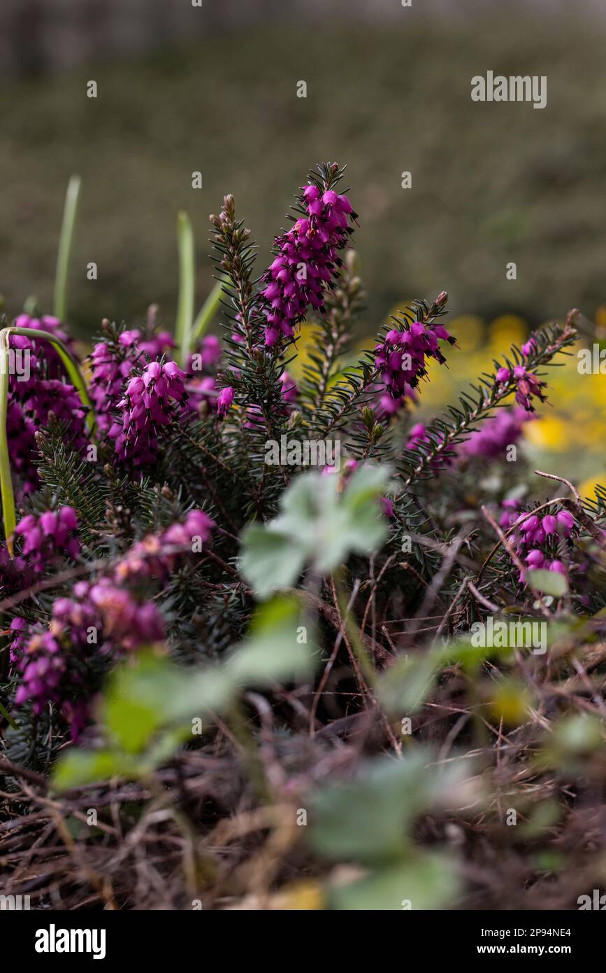 Purple flowering spring heather in Germany Stock Photo