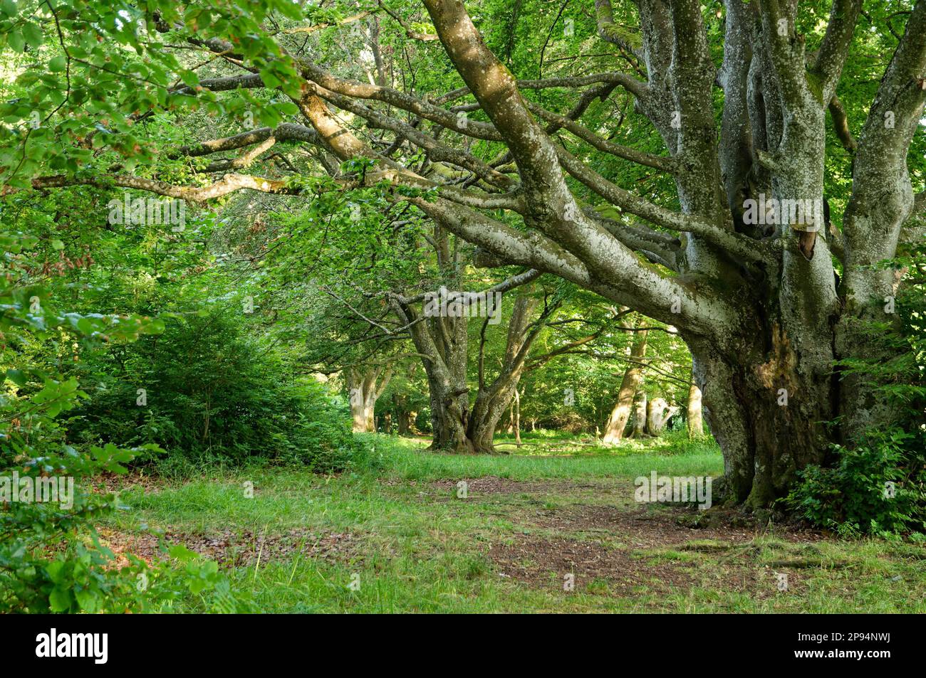 An antiquated pathway lined by a collection of trees on both sides, providing a scenic atmosphere Stock Photo