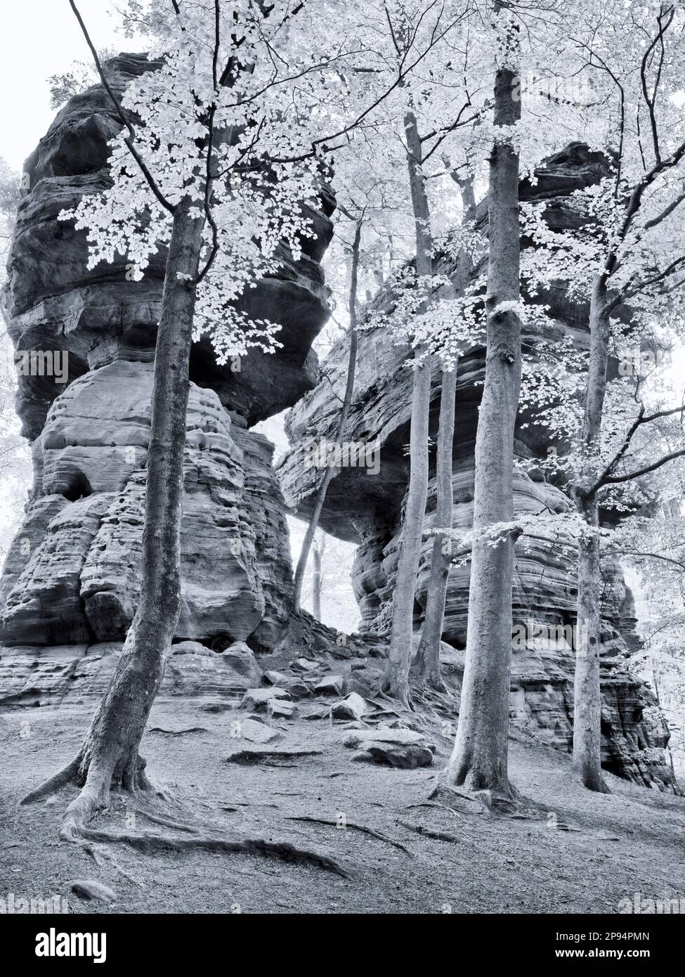 Europe, Germany, Rhineland-Palatinate, Nature Park and UNESCO Biosphere ...