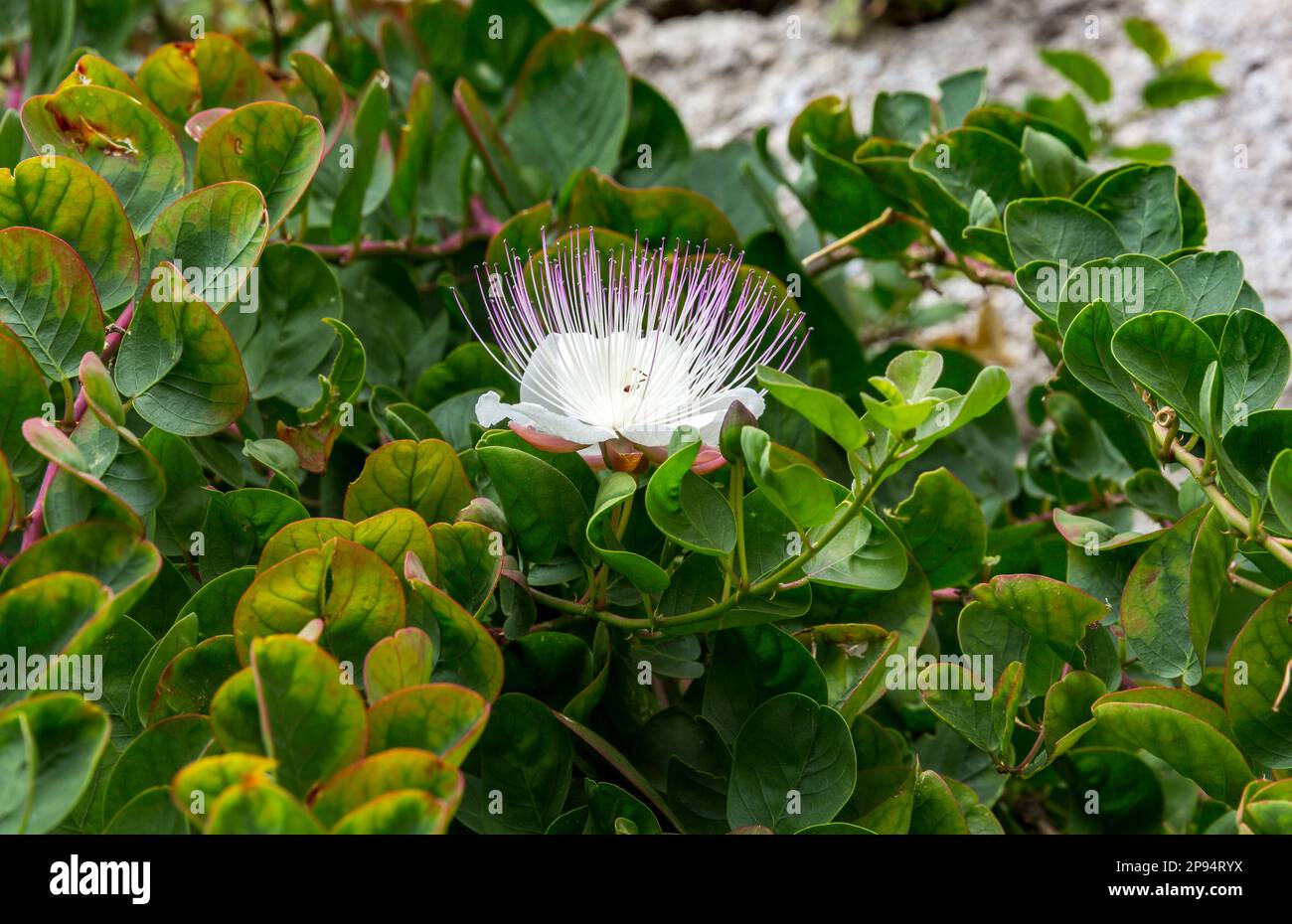 True caper shrub, (Capparis spinosa), Limone sul Garda, Lake Garda, Province of Brescia, Lombardy, Italy, Europe Stock Photo