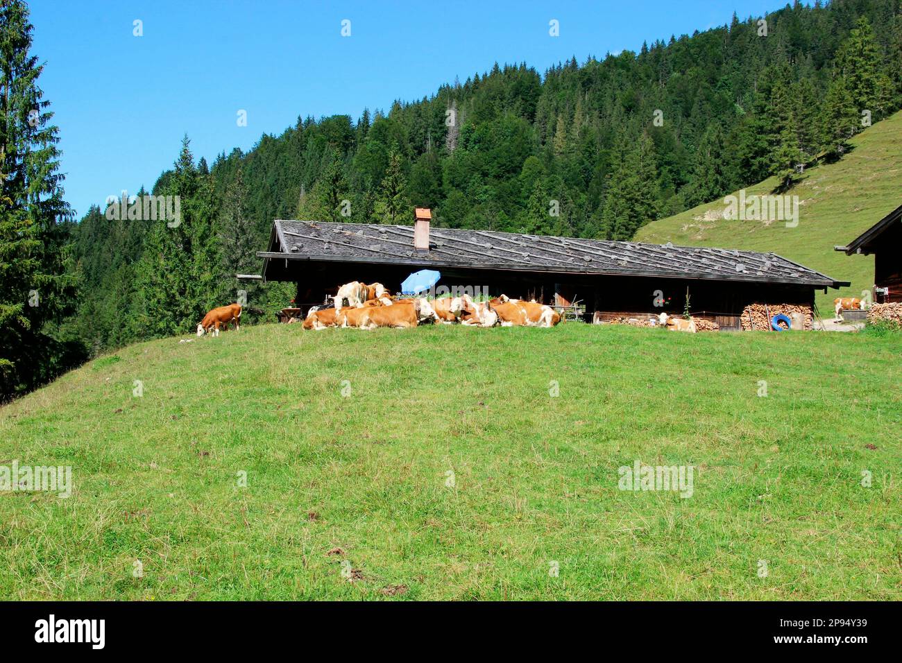 Oxen pasture in Valepp near Rottach Egern in the Mangfall Mountains, cows of the breed Fleckvieh on the pasture, Upper Bavaria, Bavaria, Germany Europe Stock Photo