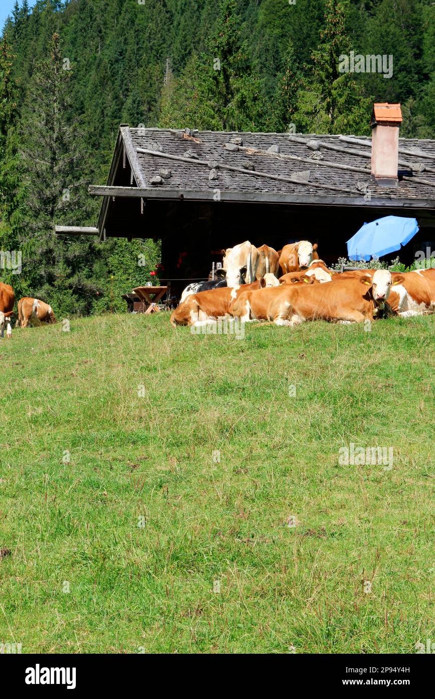 Oxen pasture in Valepp near Rottach Egern in the Mangfall Mountains, cows of the breed Fleckvieh on the pasture, Upper Bavaria, Bavaria, Germany Europe Stock Photo