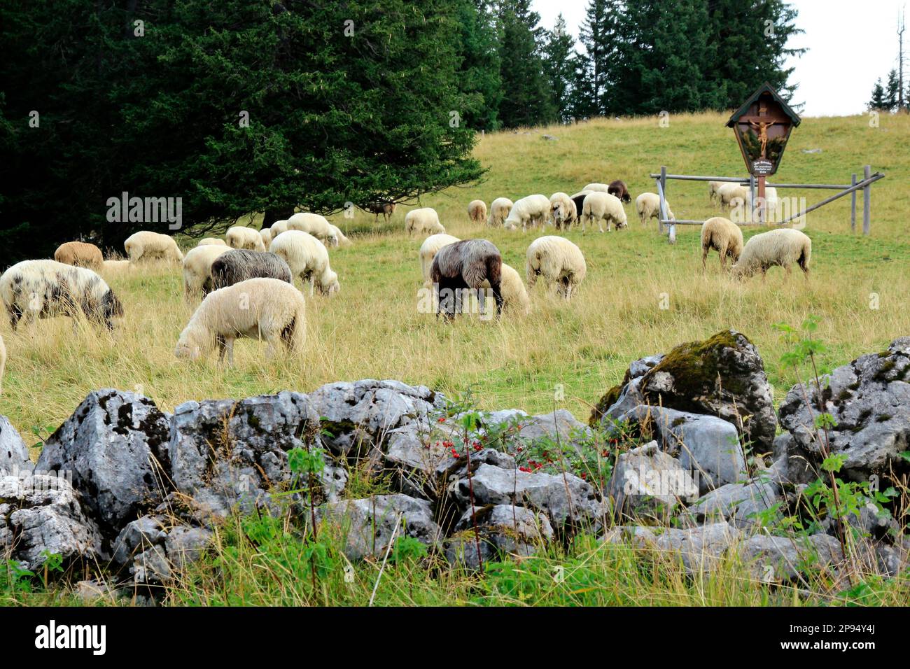 Flock of sheep on Rehberg in Karwendel mountains, Germany, Bavaria, Werdenfels, Mittenwald Stock Photo