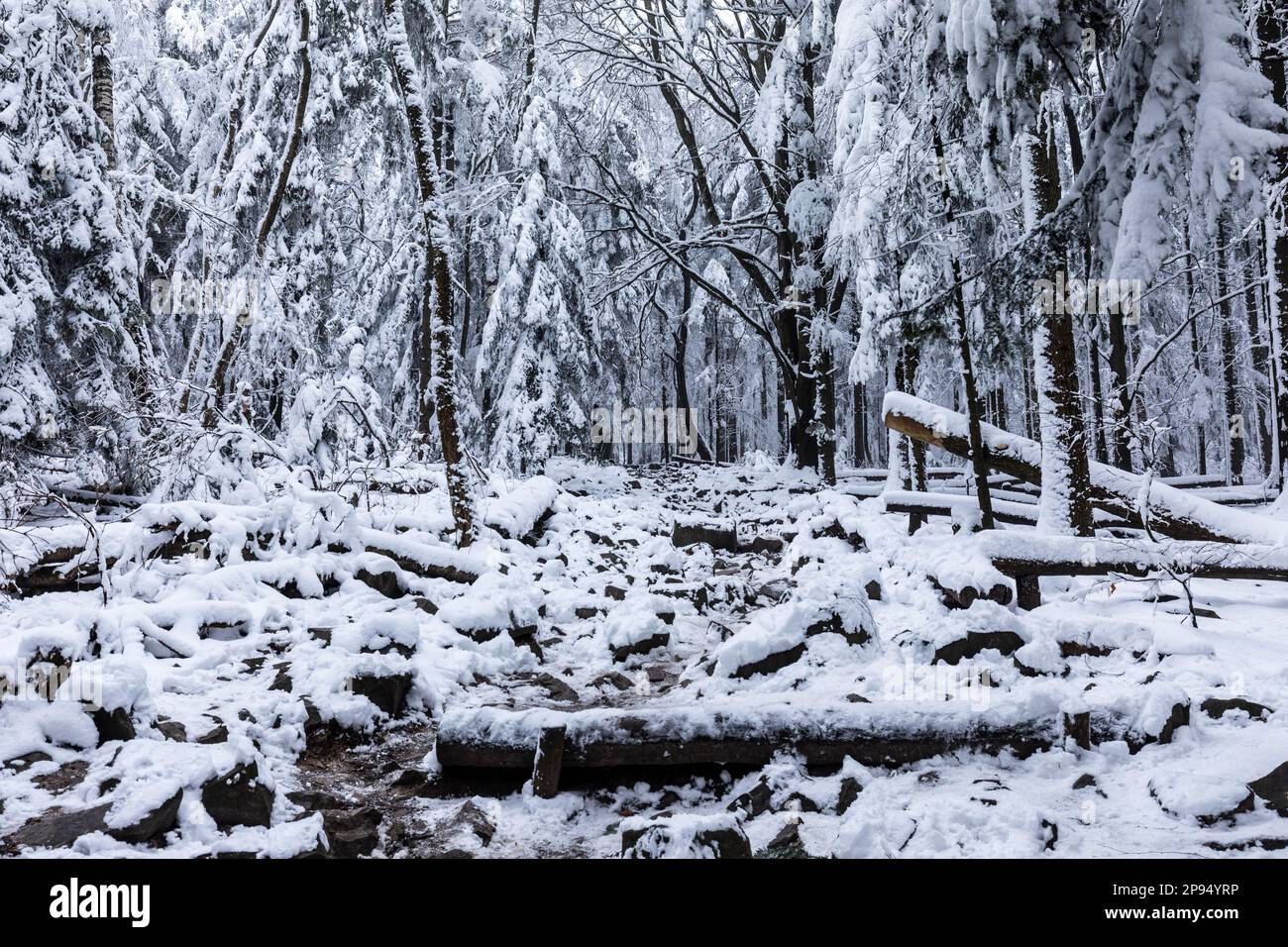 Europe, Poland, Swietokrzyskie, Swietokrzyski National Park - Lysica Stock Photo