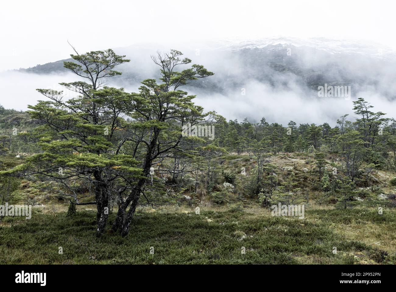 Tortel Landscape between Caleta Yungay and Tortel - traveling the Carretera ...