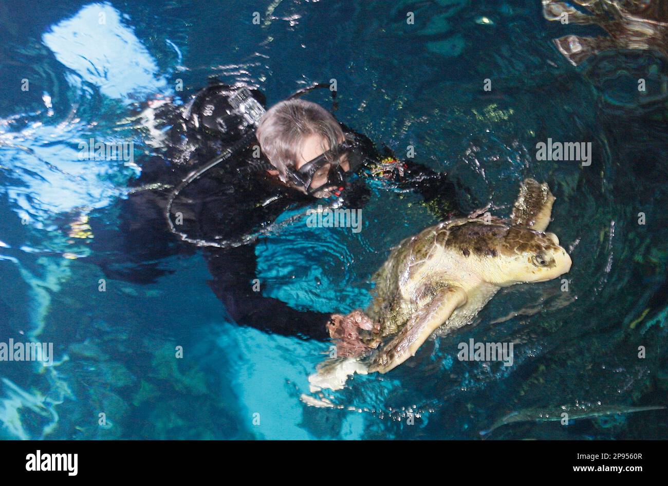 New England Aquarium biologist Caitlin Hume "Scute," a