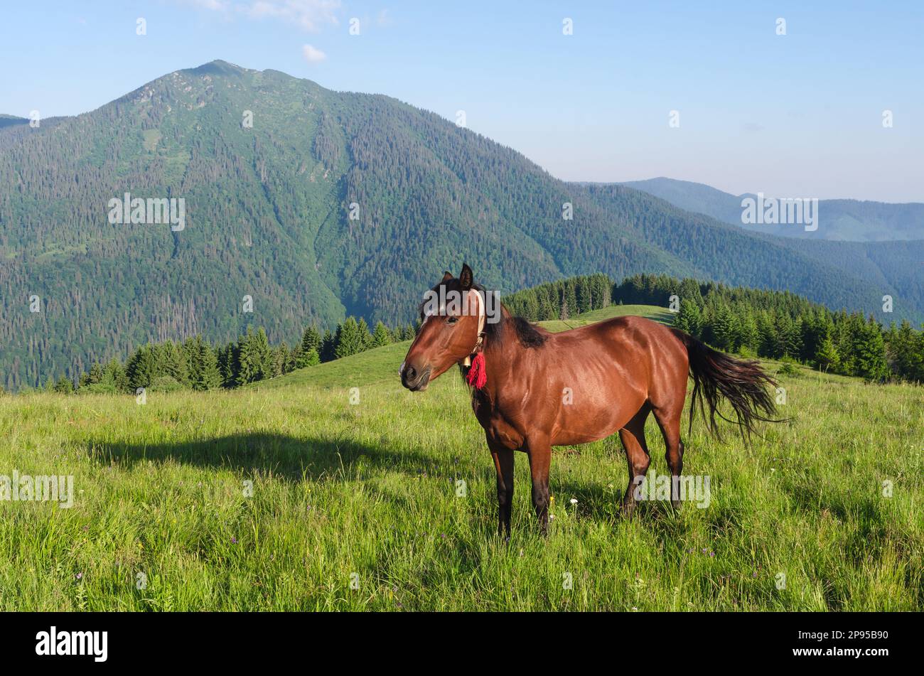Summer landscape in the mountains. A brown horse with red bows in the pasture. Sunny day. High mountain in the background. Karpaty, Ukraine, Europe Stock Photo