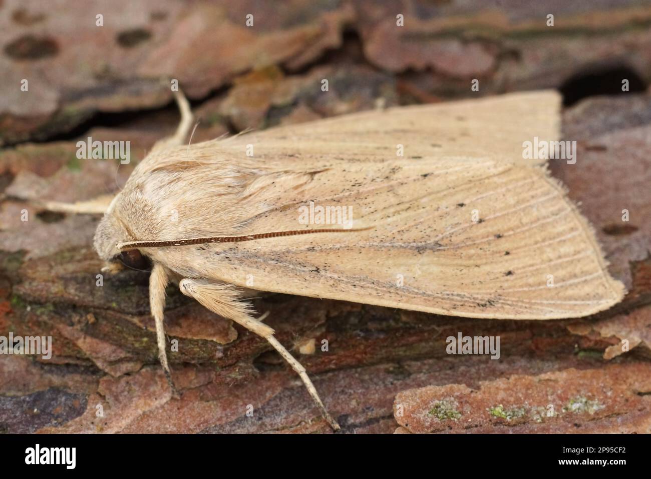 Detailed closeup on the large wainscot or Isle of Wight wainscot owlet moth, Rhizedra lutosa on wood Stock Photo
