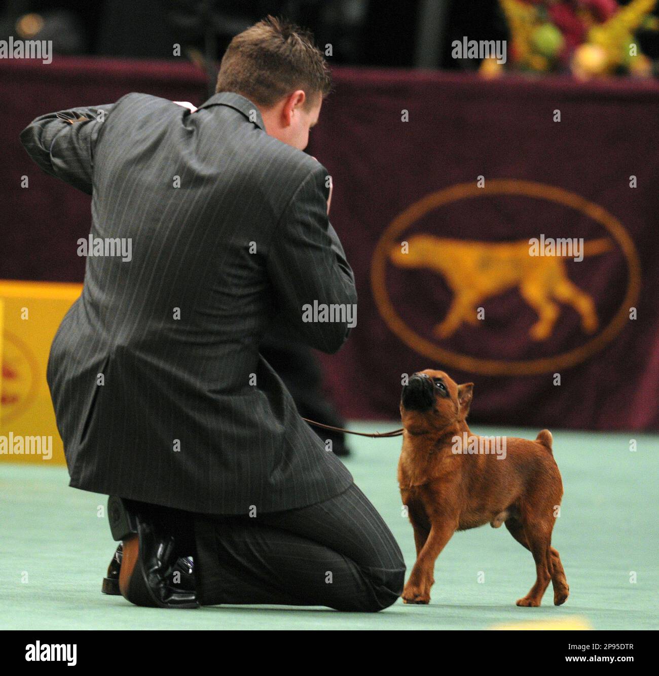 Handler Paul D. Catterson congratulates his Brussels griffon, Lincoln