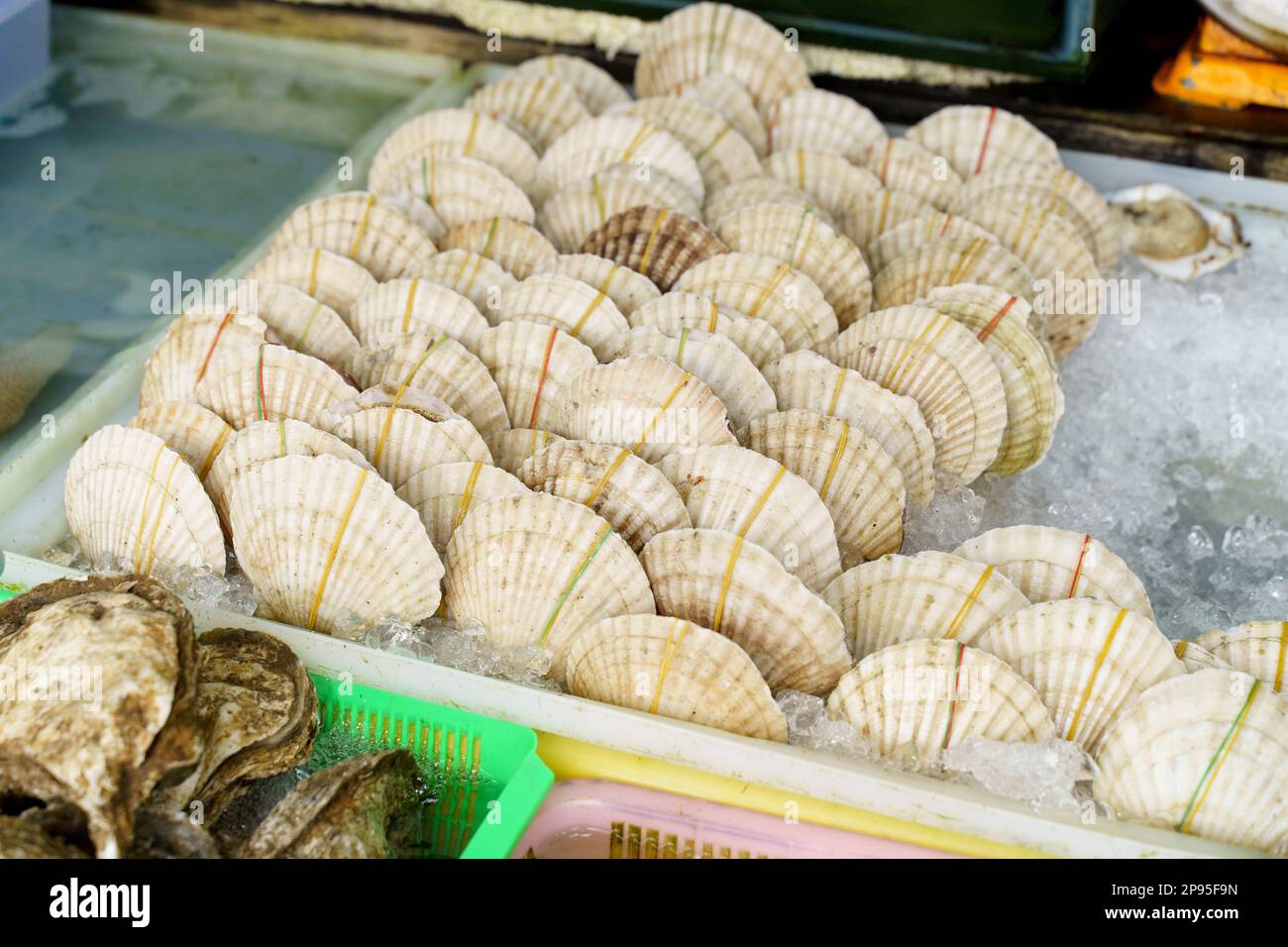 Fresh scallops on the fish market Stock Photo Alamy