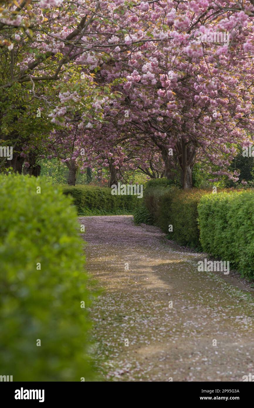 Garden landscape, cherry blossom, pink, sea of flowers Stock Photo - Alamy