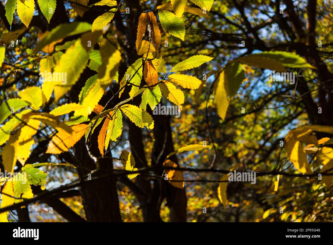 Autumn leaves on a tree illuminated by sunlight Stock Photo - Alamy