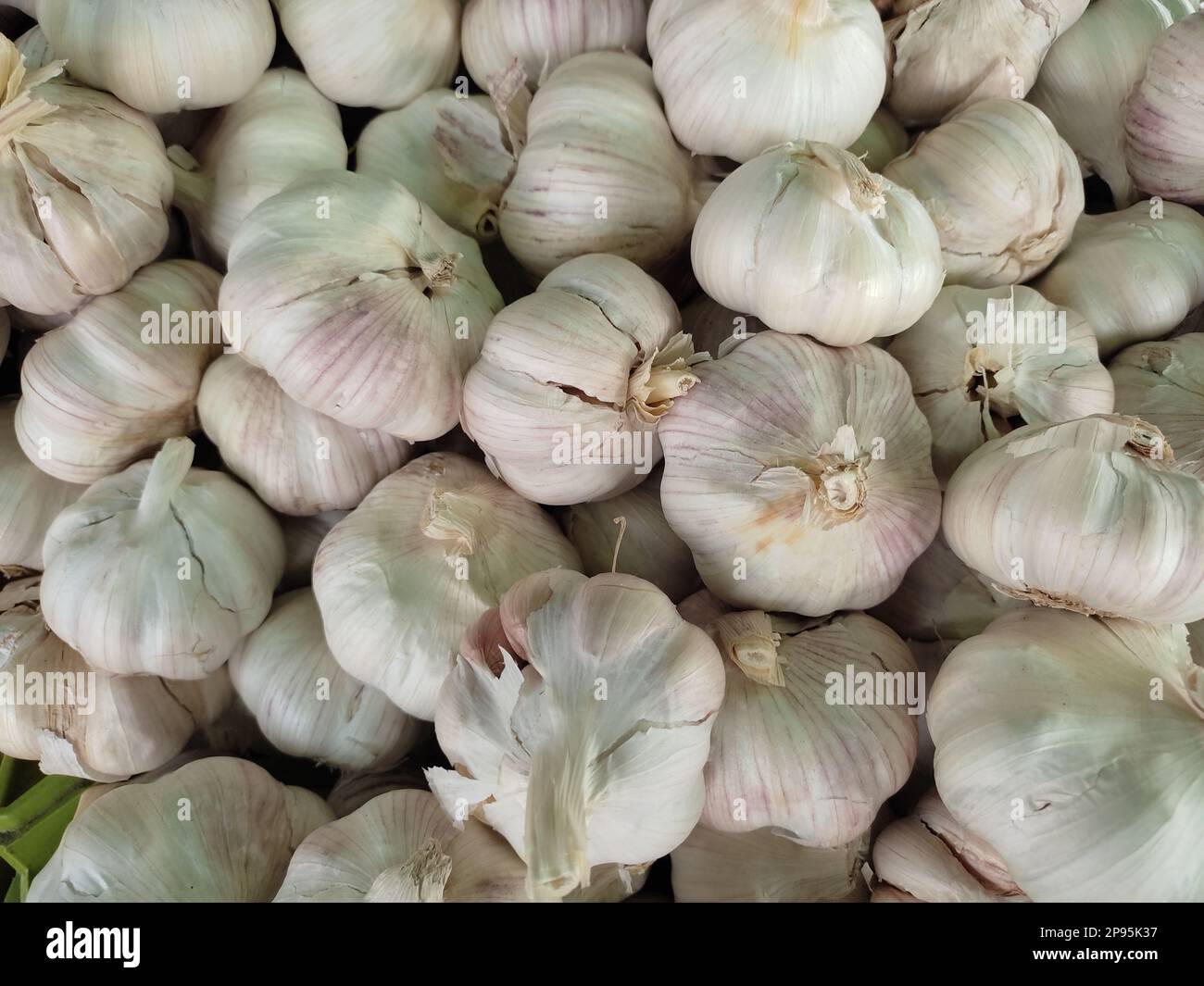 White garlic pile texture. Fresh garlic on market table closeup photo. Vitamin healthy food spice image Stock Photo