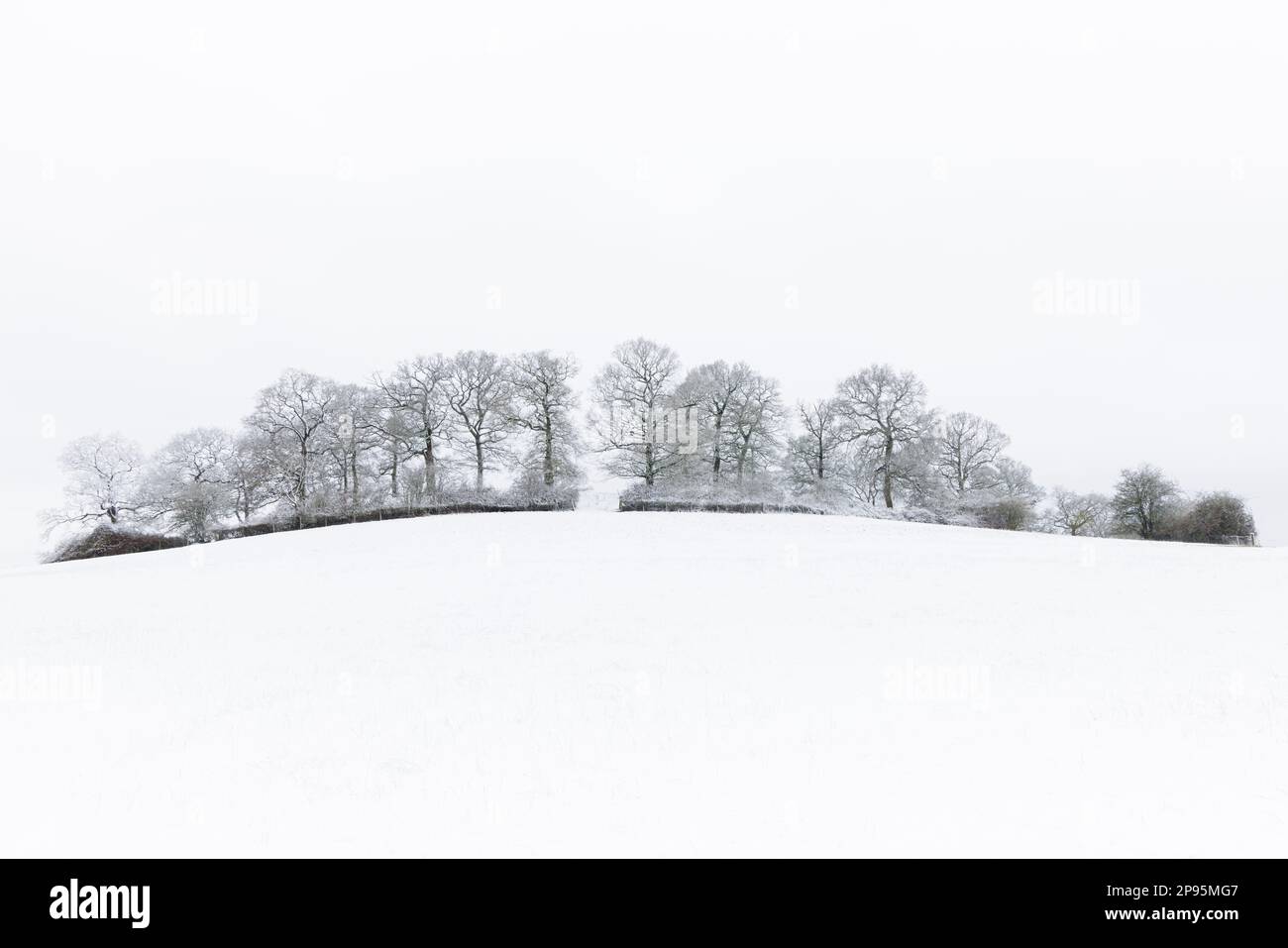 Northamptonshire, England: A minimalist landscape image of a line of trees along the brow of a snow-covered hill beneath a featureless pale sky. Stock Photo