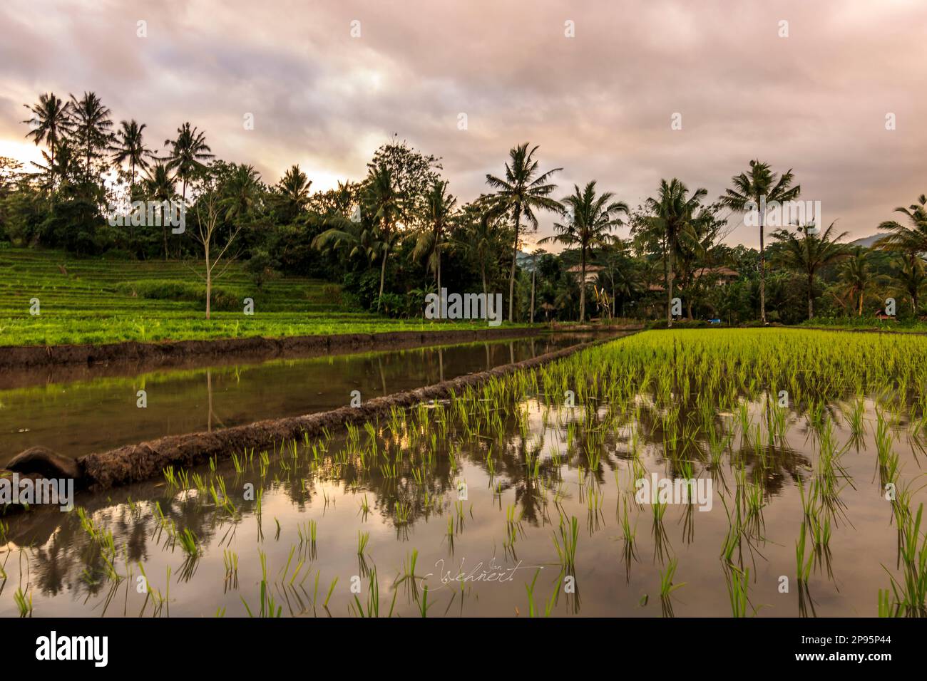 Bali and its beautiful rice terraces, landscape shot and spectacular ...