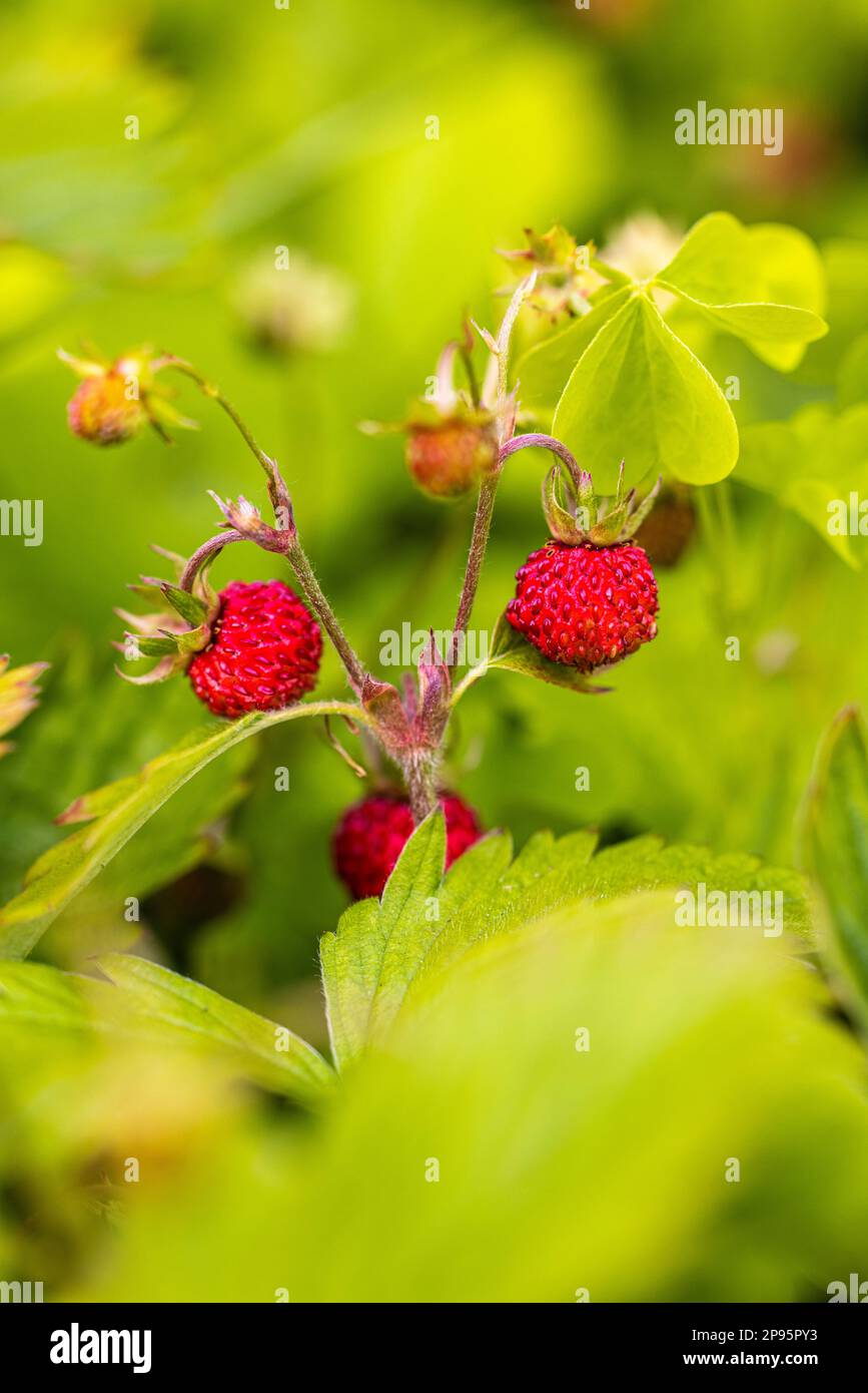Natural background with big red ripe wild strawberries hi-res stock ...
