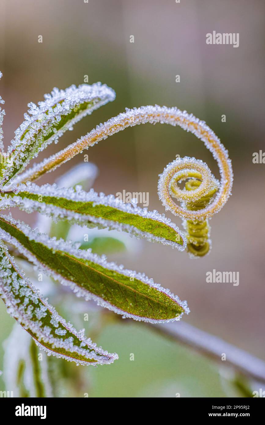 Tendril of Passiflora edulis covered with hoarfrost Stock Photo