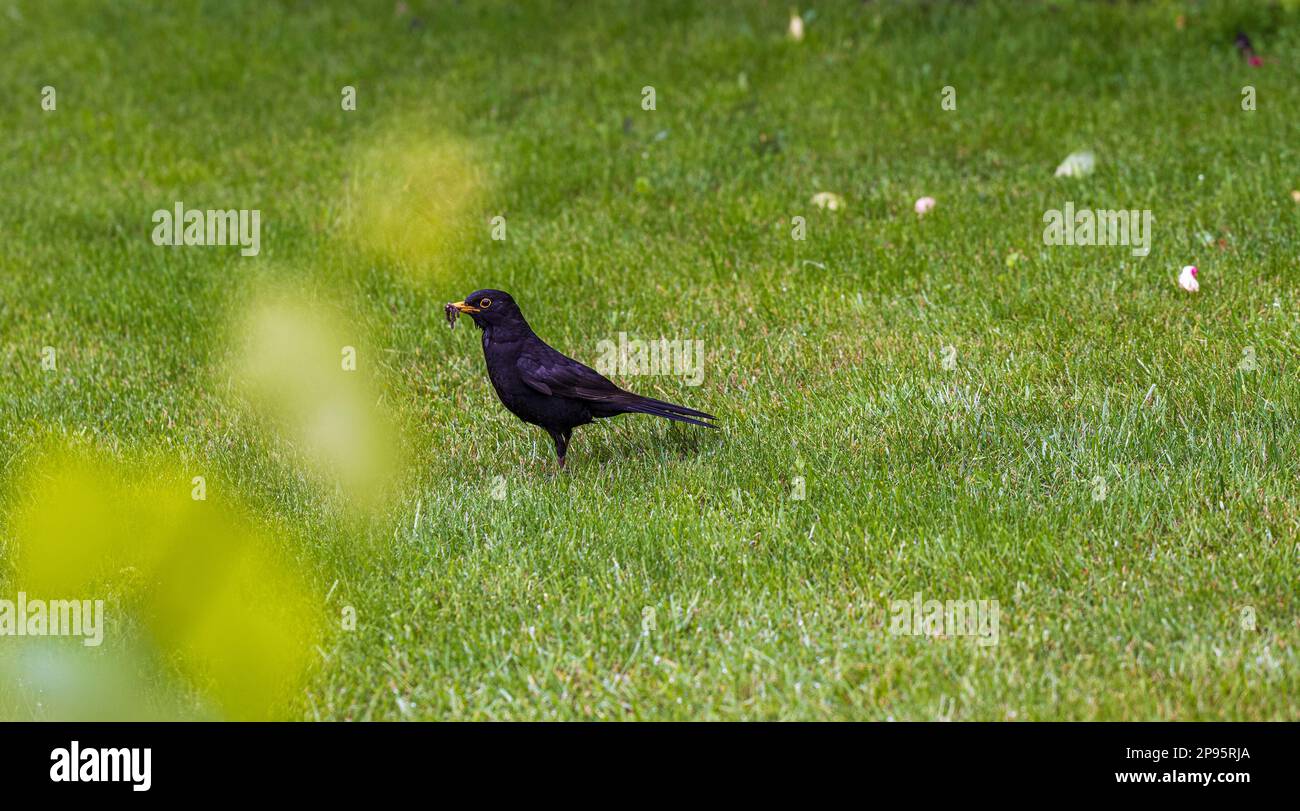 The blackbird (Turdus merula) or blackbird on the lawn with a beak full of worms Stock Photo