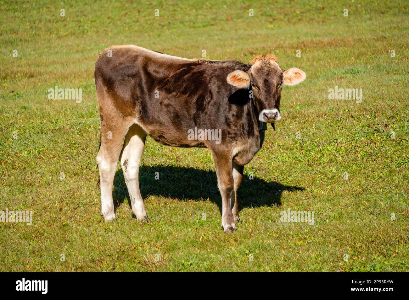 In the autumn month of September in the high valley of Pfundser Tschey (Tyrol, Austria) a cow is enjoying the sun in the meadow. Stock Photo