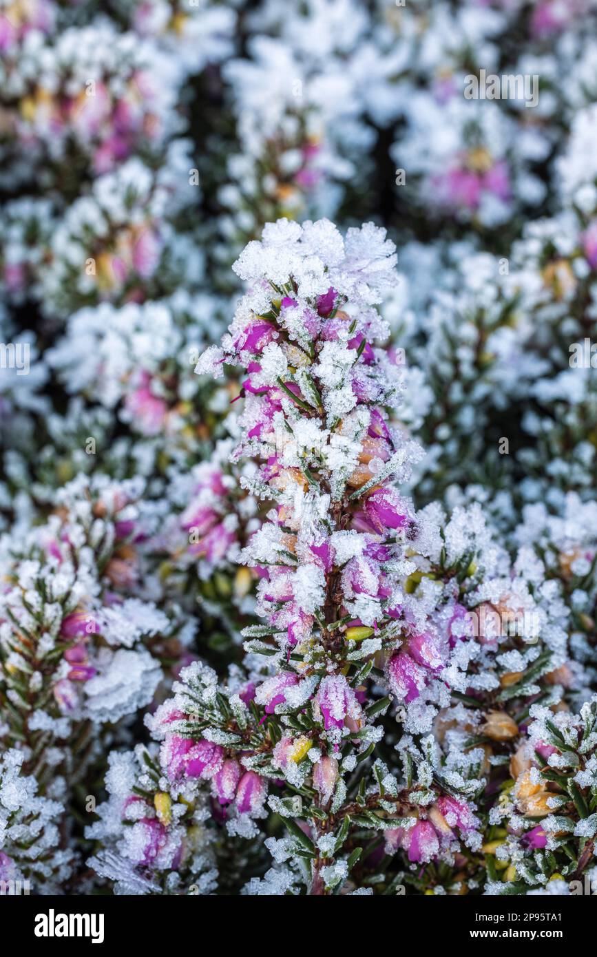 Blooming snow heather (Erica carnea) in December, covered with hoarfrost Stock Photo