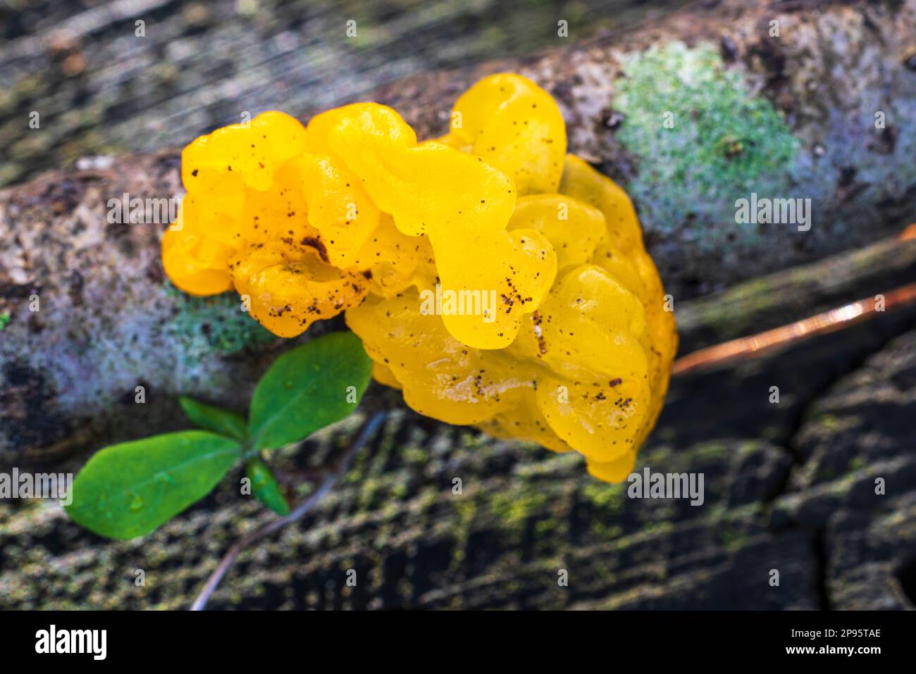Golden yellow trembling Stock Photo