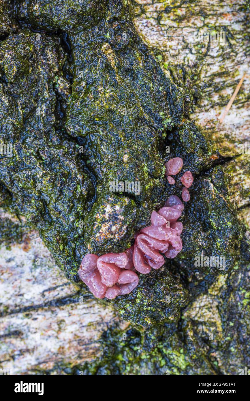Flesh red jelly cupä Ascocoryne sarcoides many spherical jelly-like flesh red fruit bodies on tree trunk Stock Photo