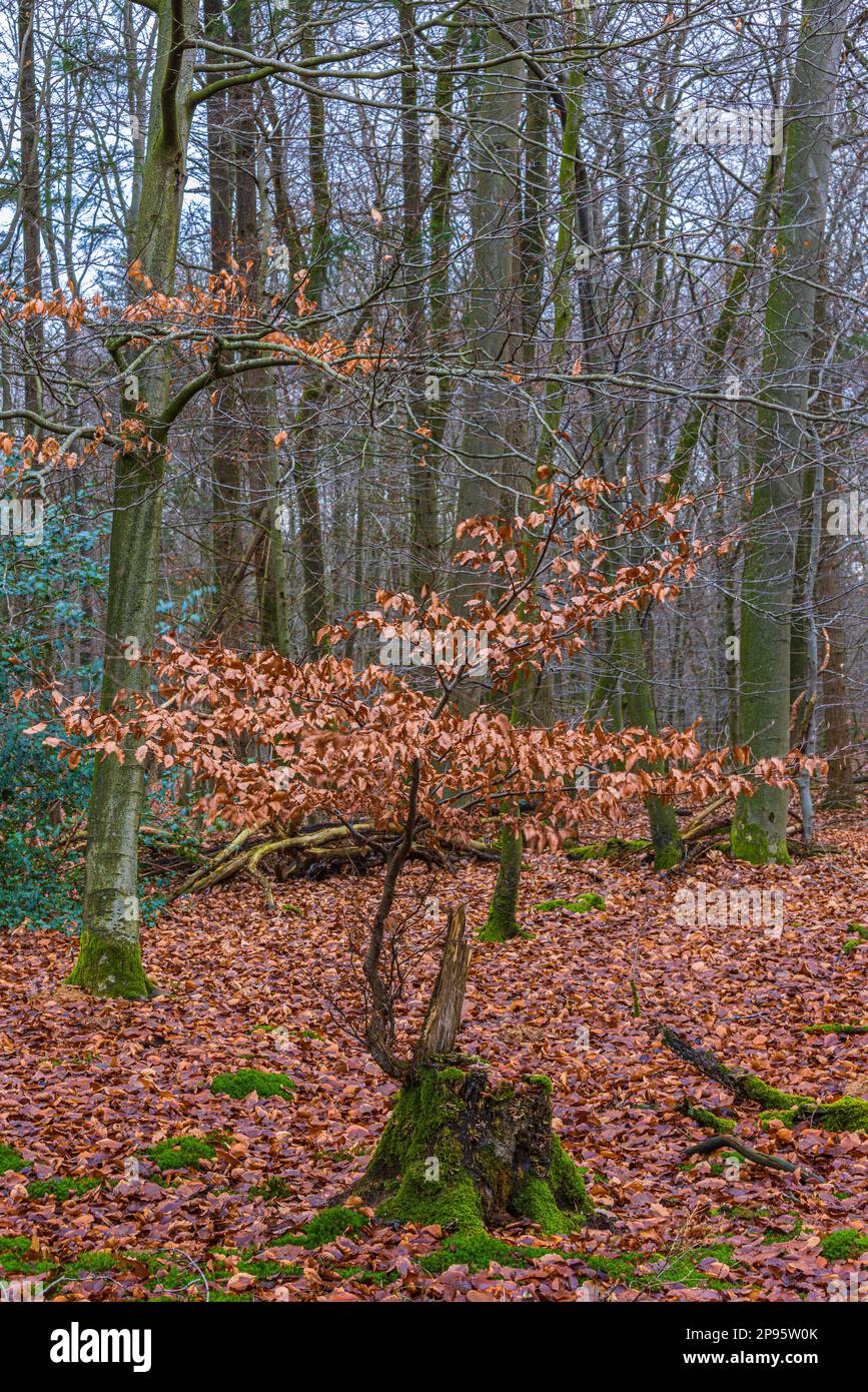 Transience and new life, beech forest from old wood grows new Stock Photo