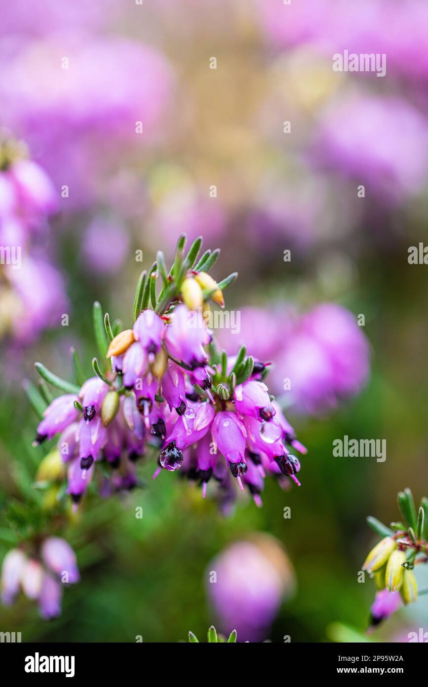 Flowering winter heather, snow heather (Erica carnea) Stock Photo