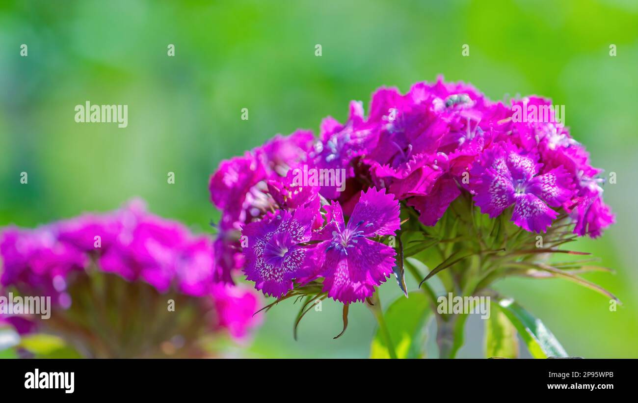 Turkish wild carnation. Flower close-up. Selective focus in the foreground Stock Photo