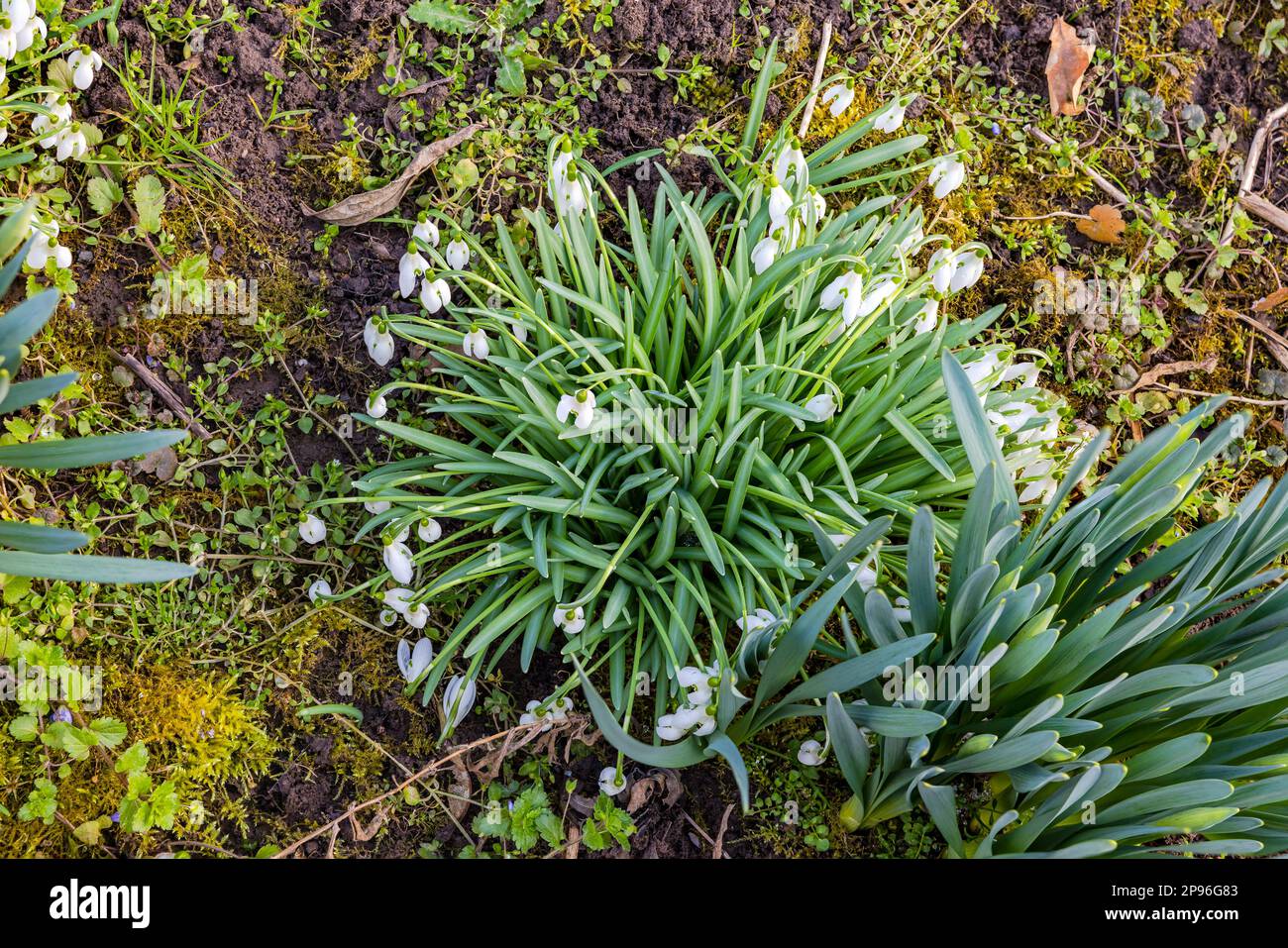 White light fairy bells seen from above bring variety to a green winter meadow Stock Photo