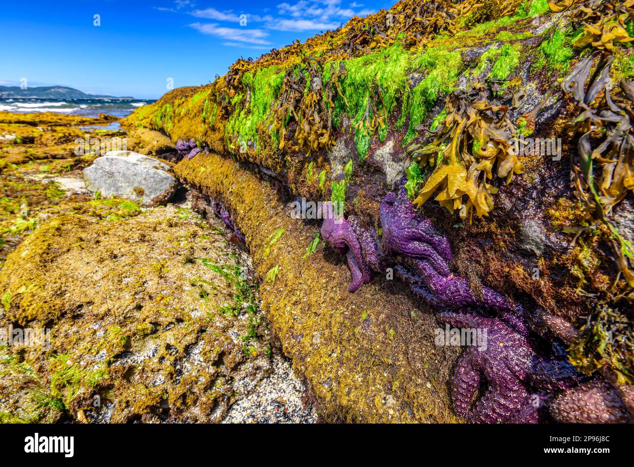 Colourful sea stars left exposed at low tide in the Gulf Islands of British Columbia Stock Photo