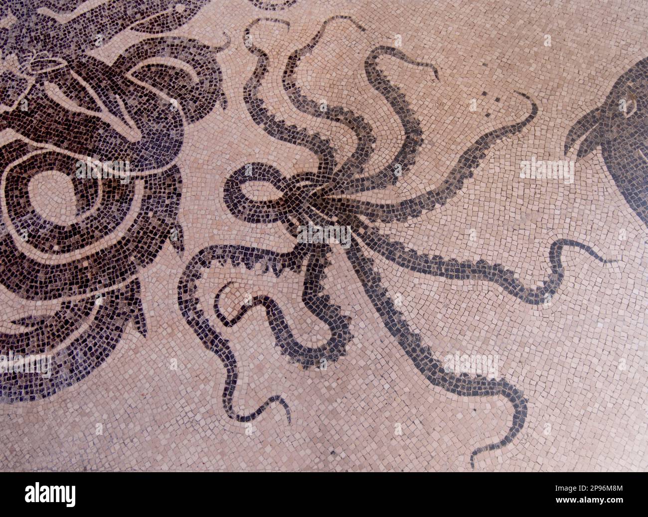 Black and white mosaic on the floor of the Women's baths. Octopus. Herculaneum uncovered. Herculaneum was buried under volcanic ash and pumice in the eruption of Mount Vesuvius in AD 79. Ercolano, Campania, Italy Stock Photo