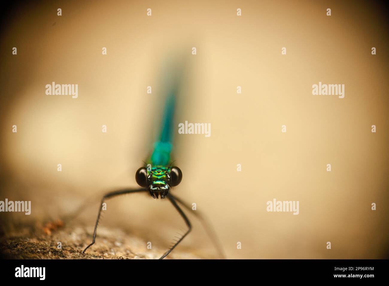 Close up of dragonfly head with defocused light background Stock Photo ...
