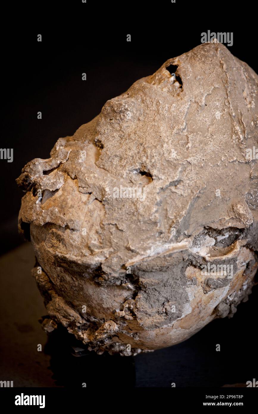 Plaster-encapsulated body left beneath the ashes of Vesuvius' erupion of 79AD. Detail of head with teeth visible. Pompeii's Antiquarium first opened in 1873, but closed in 1980, only reopening as a museum again with a permanent display of artefacts in 2021. Stock Photo