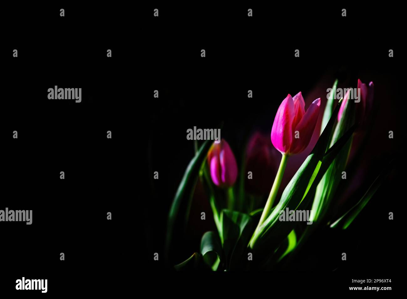 Bouquet of colorful tulip flowers on the dark black background. Empty place for a text for letters, wishes, condolence card, postcard Stock Photo