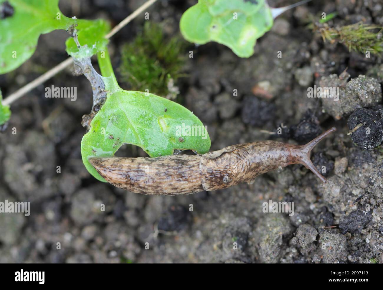 A shellless snail, slug eating young vegetables, sprouting radish in the spring in a vegetable garden. Stock Photo