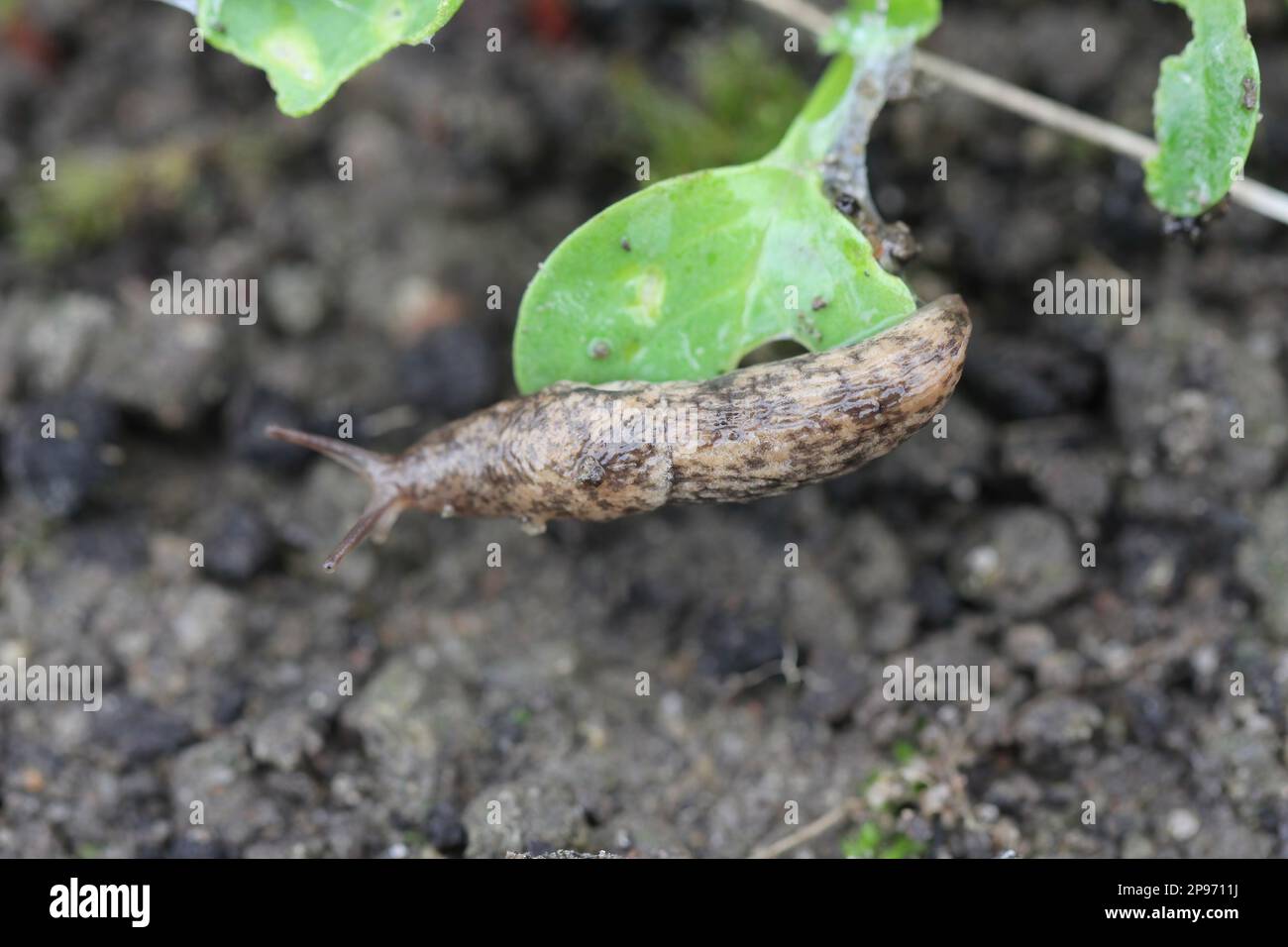 A shellless snail, slug eating young vegetables, sprouting radish in