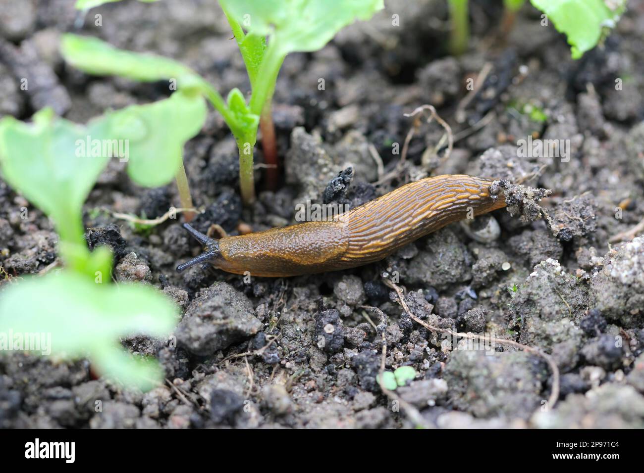 A shellless snail, slug eating young vegetables, sprouting radish in