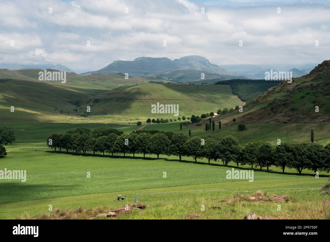 Tree line on a dairy farm with the Drakensberg mountains in the background Stock Photo