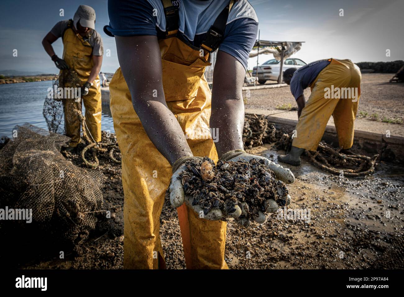 Dead oysters hi-res stock photography and images - Alamy