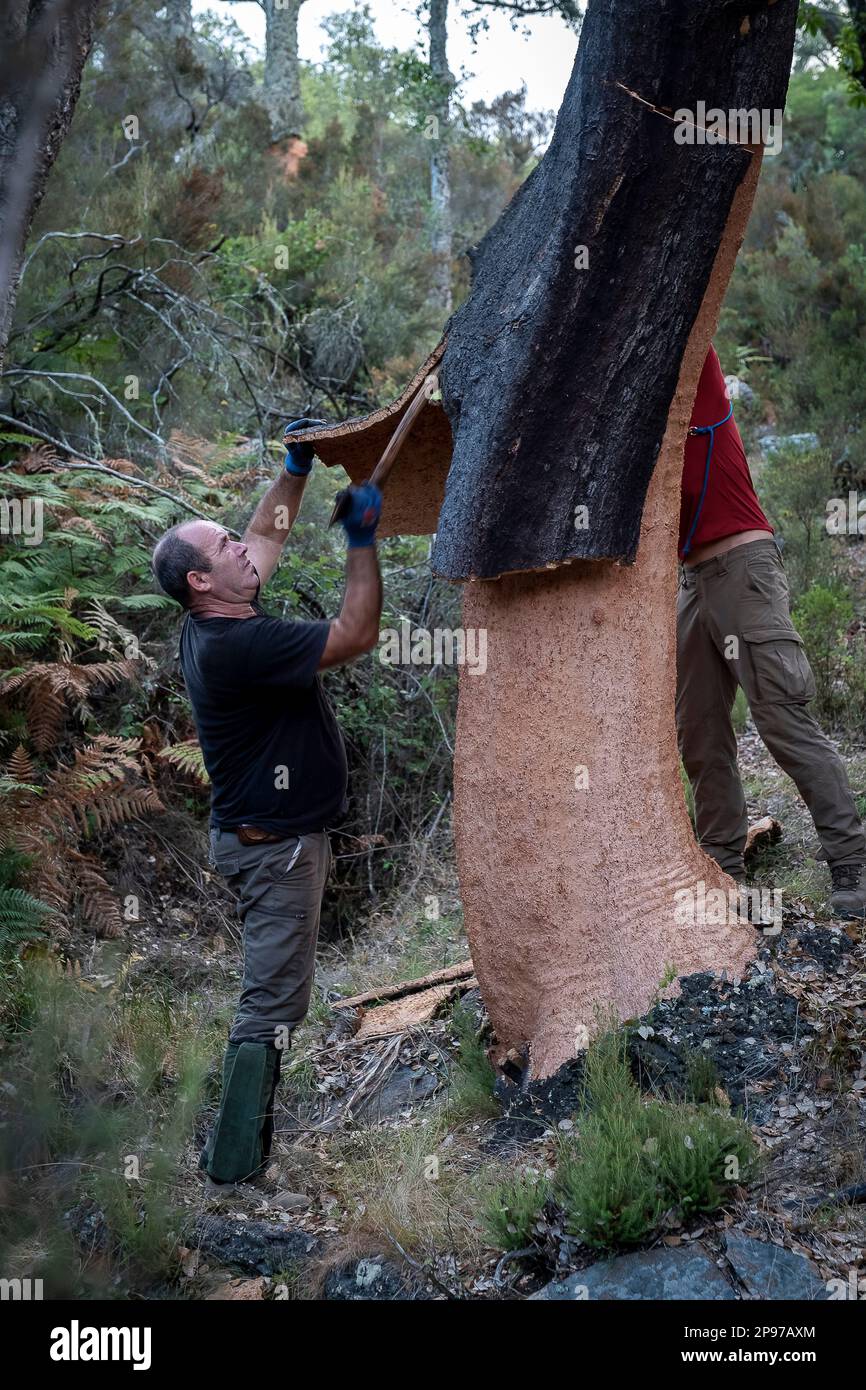 Cork collecting Natural Park Los Alcornocales Cortes de la Frontera ...